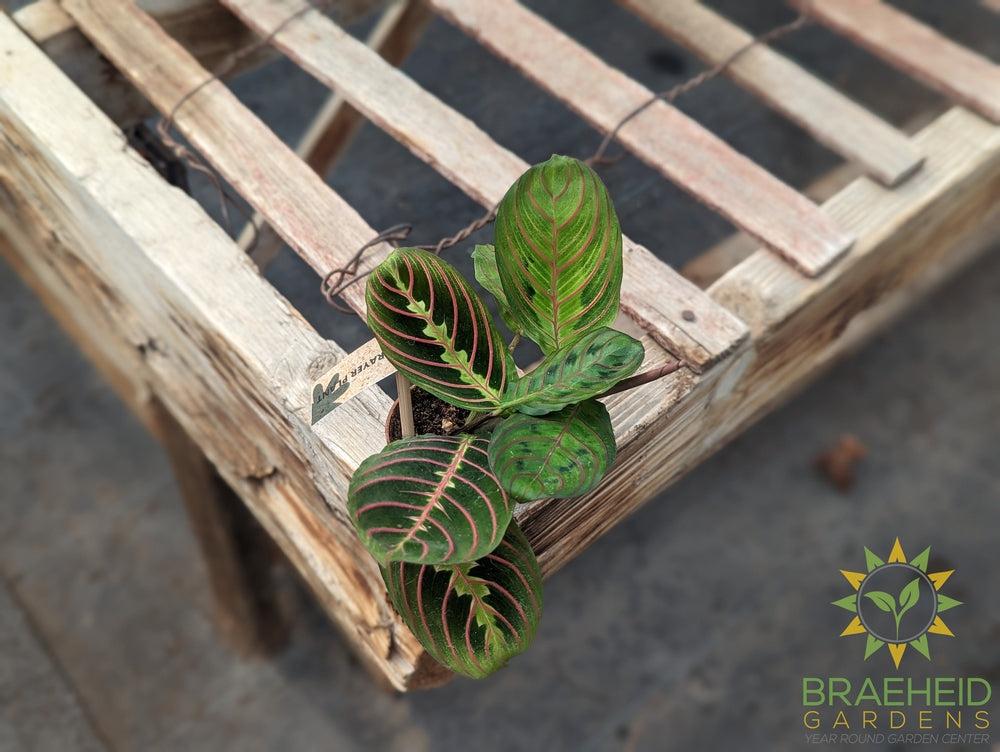 Buy Pilea Cadierei (Aluminum Plant) Online Canada Free shipping