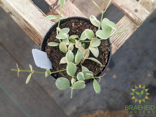 White Diamond Dischidia