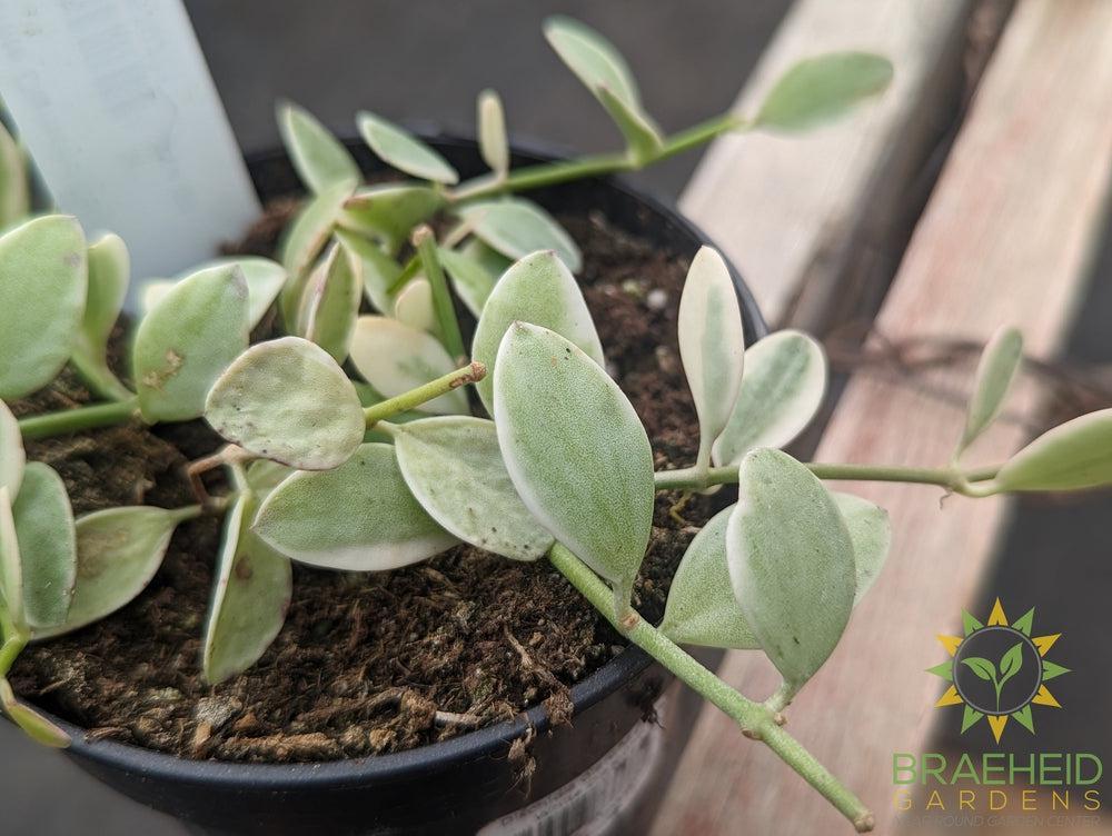 White Diamond Dischidia