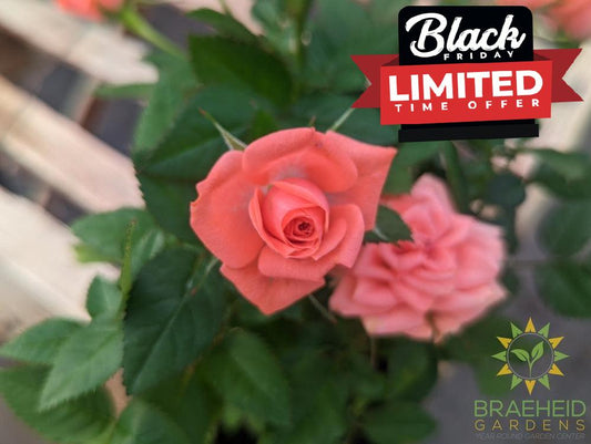 Miniature Roses-NO SHIP