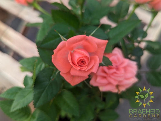 Miniature Roses-NO SHIP