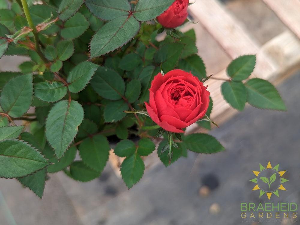 Miniature Roses-NO SHIP