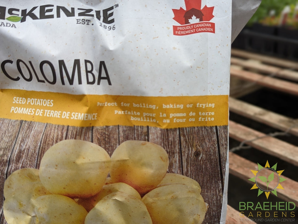 Yellow Colomba McKenzie Potatoes
