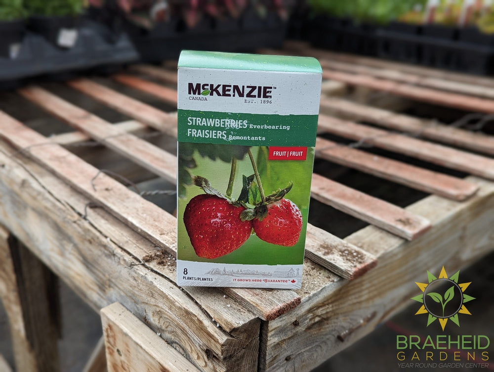 ever bearing strawberry seeds Bare root Strawberries
