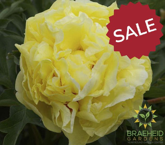 Duchesse de Lorraine Itoh Peony - NO SHIP -