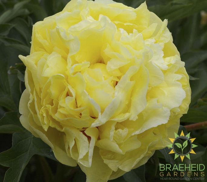 Duchesse de Lorraine Itoh Peony - NO SHIP -
