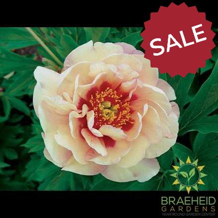 Magical Mystery Tour Itoh Peony - NO SHIP -