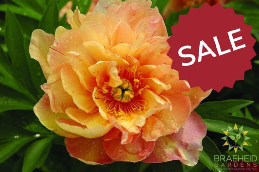 Singing in the rain Itoh Peony - NO SHIP -