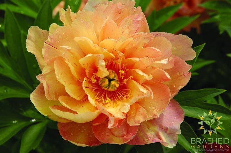 Singing in the rain Itoh Peony - NO SHIP -