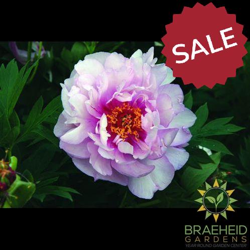First Arrival Itoh Peony - NO SHIP -