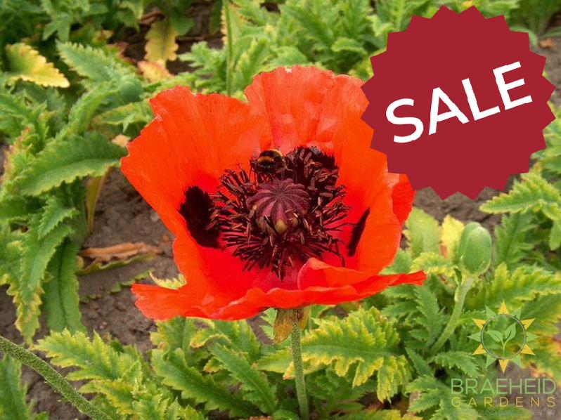 Brilliant Poppy