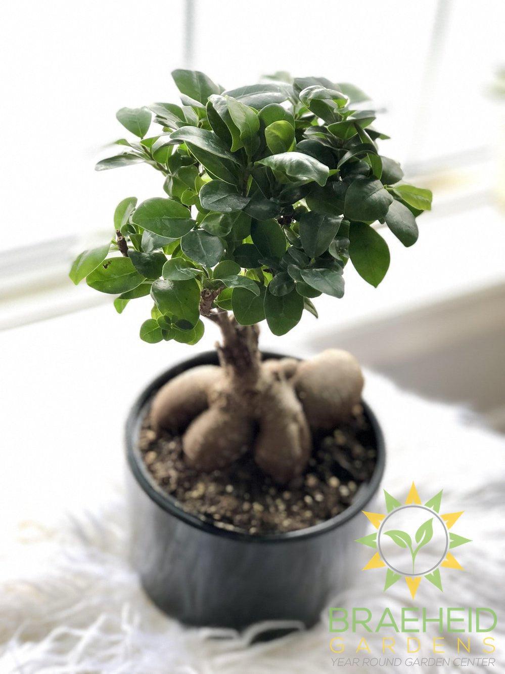 Exposed Root Ficus Ginseng Bonsai