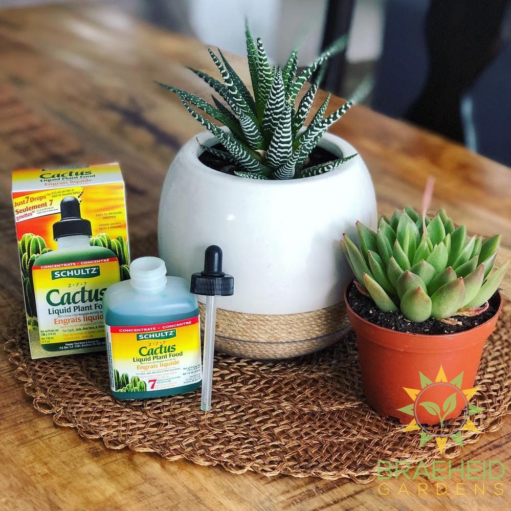 BEST Schultz Cactus food available to purchase online.