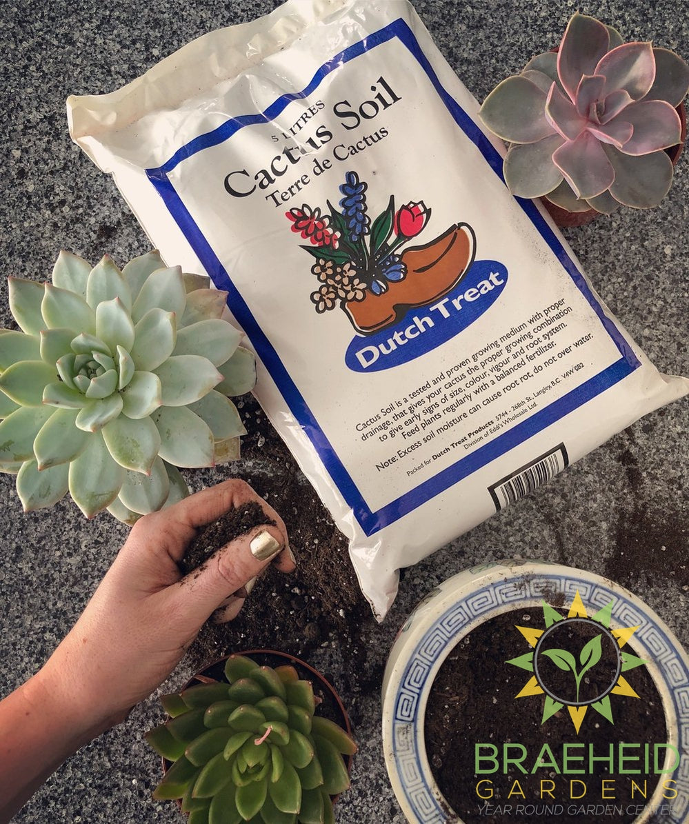 Dutch Treat Cactus Soil