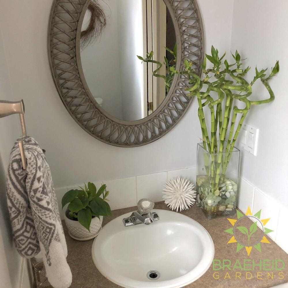 Water Bamboo - NO SHIP -