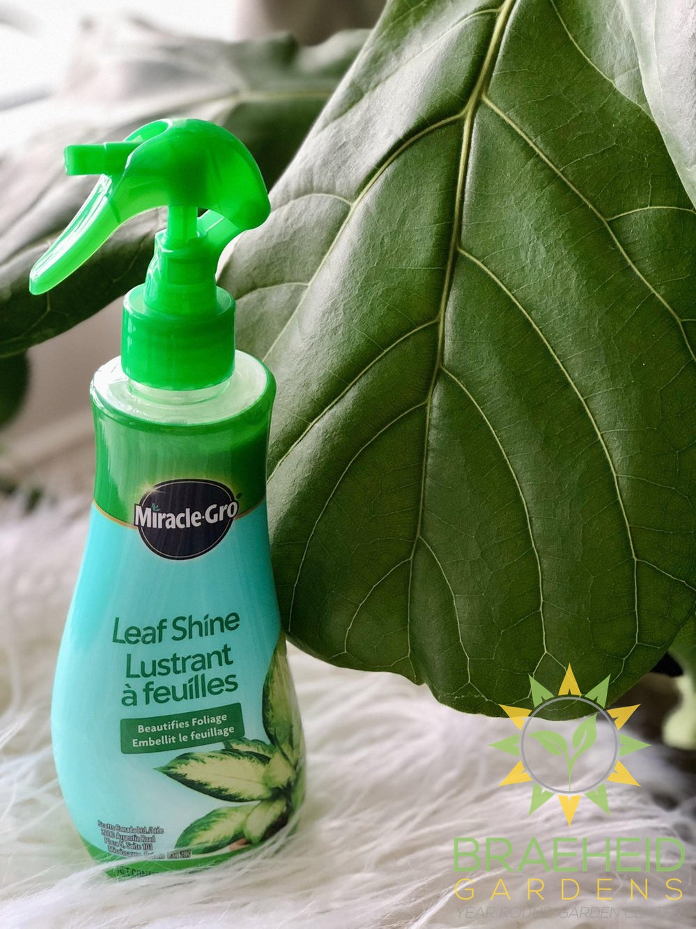Leaf Shine