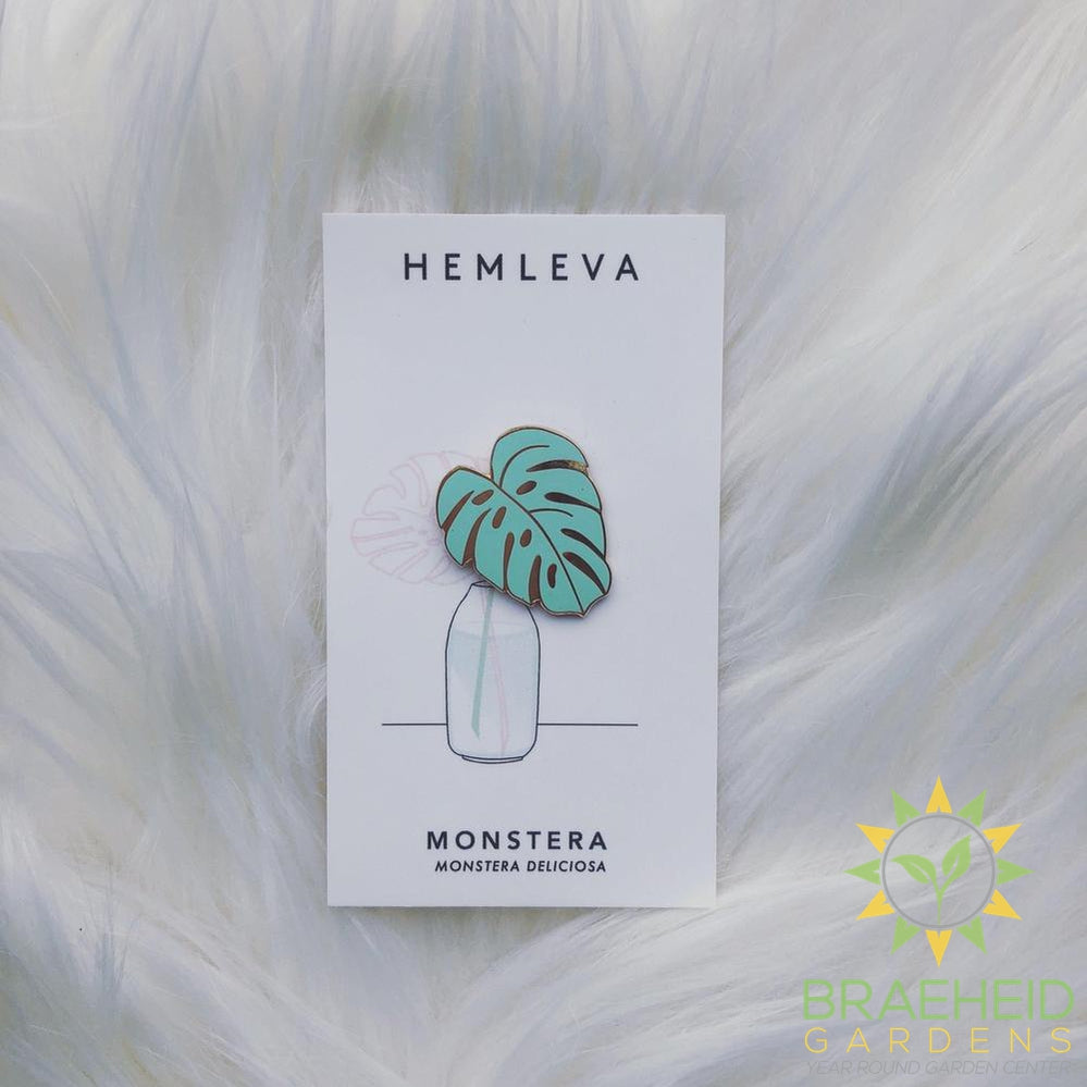 Monstera Green