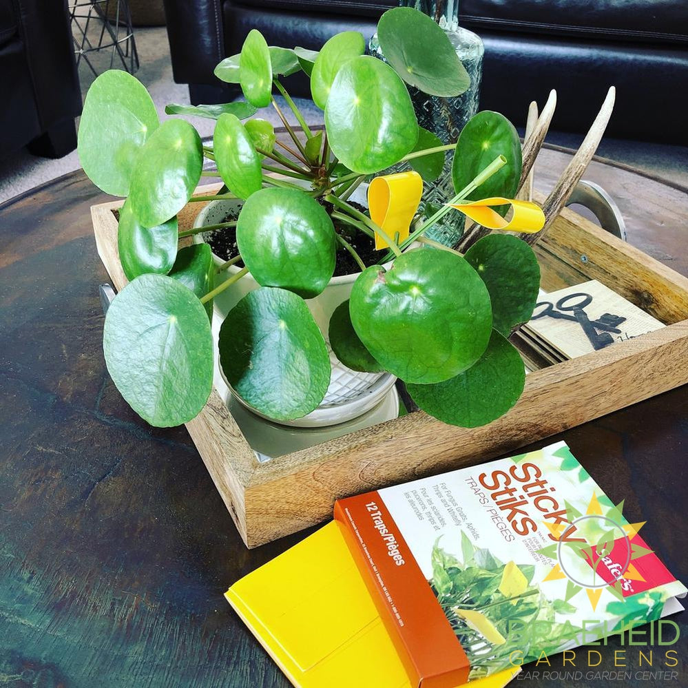 Use safers sticky sticks to control fungus gnats and fruit flys