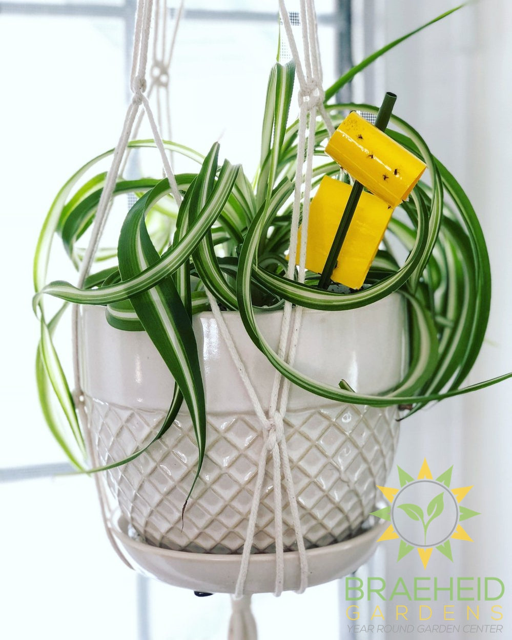 fungus gnats stuck to safers sticky sticks