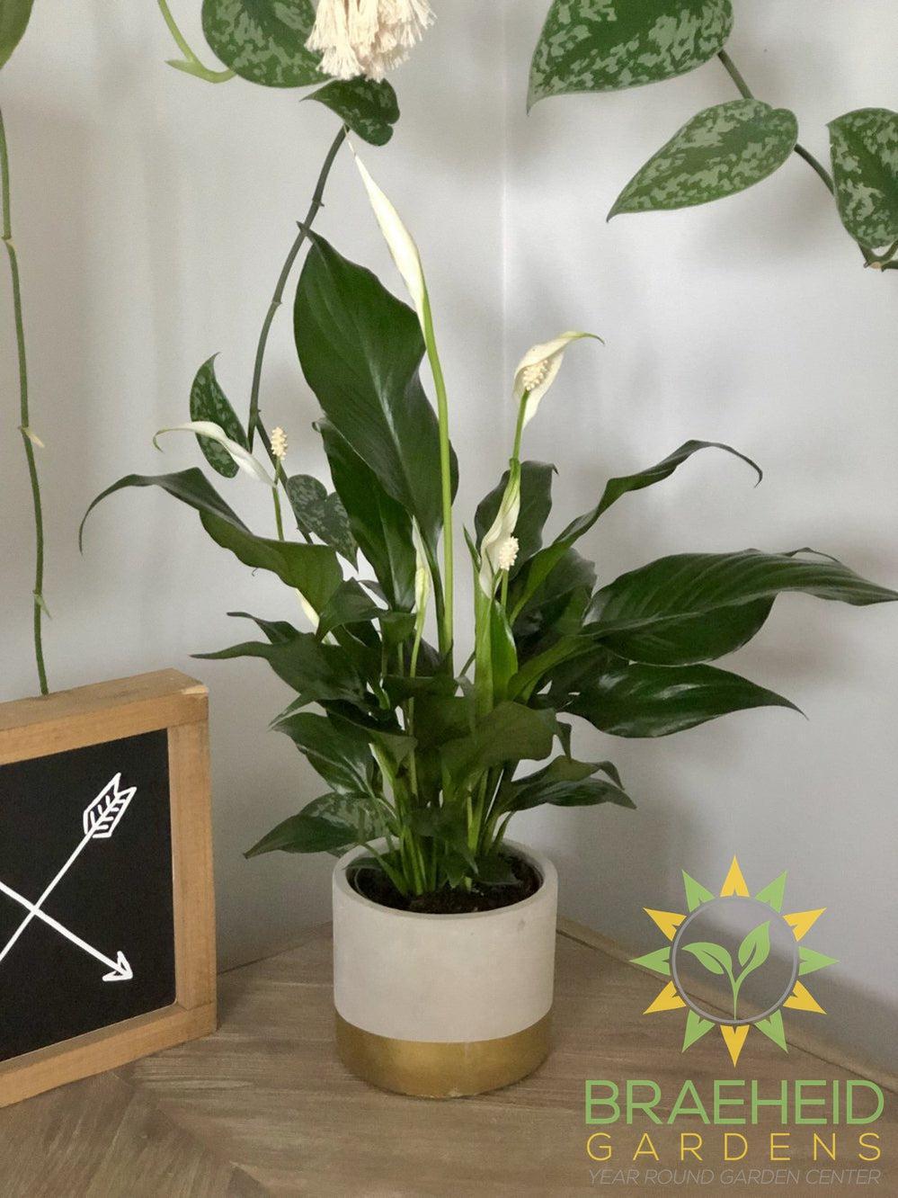 Peace Lily