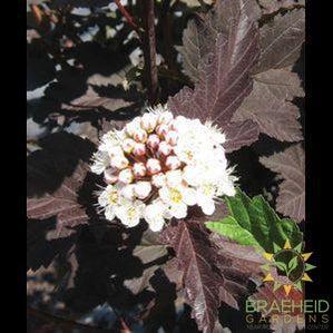 Diabolo® Ninebark Tree- Tree for sale, Grown in Grande Prairie -Braeheid Gardens Ltd. on Emerson Trail