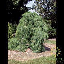 Weeping White Pine- Tree for sale, Grown in Grande Prairie -Braeheid Gardens Ltd. on Emerson Trail