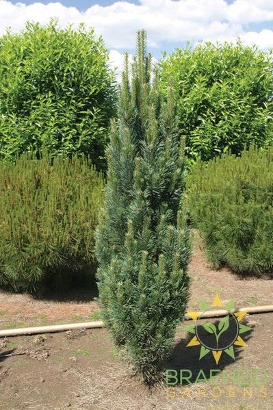 Columnar Scotch Pine- Tree for sale, Grown in Grande Prairie -Braeheid Gardens Ltd. on Emerson Trail