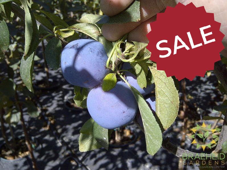 Mount Royal Plum- Tree for sale, Grown in Grande Prairie -Braeheid Gardens Ltd. on Emerson Trail