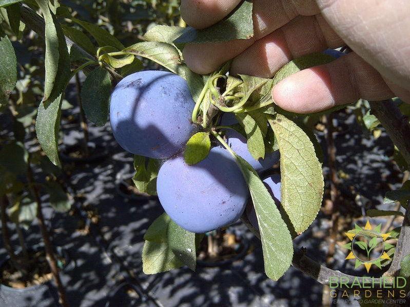 Mount Royal Plum- Tree for sale, Grown in Grande Prairie -Braeheid Gardens Ltd. on Emerson Trail