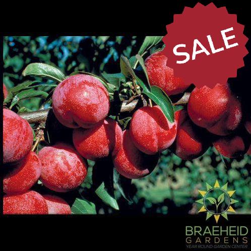 Pembina Plum- Tree for sale, Grown in Grande Prairie -Braeheid Gardens Ltd. on Emerson Trail
