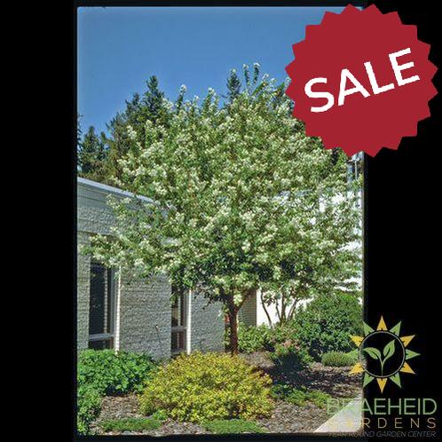Amur Cherry Tree- Tree for sale, Grown in Grande Prairie -Braeheid Gardens Ltd. on Emerson Trail