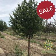 Ming Cherry Tree- Tree for sale, Grown in Grande Prairie -Braeheid Gardens Ltd. on Emerson Trail