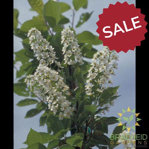 Bailey's Select Schubert Chokecherry- Tree for sale, Grown in Grande Prairie -Braeheid Gardens Ltd. on Emerson Trail