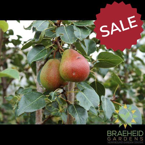 Golden Spice Pear- Tree for sale, Grown in Grande Prairie -Braeheid Gardens Ltd. on Emerson Trail