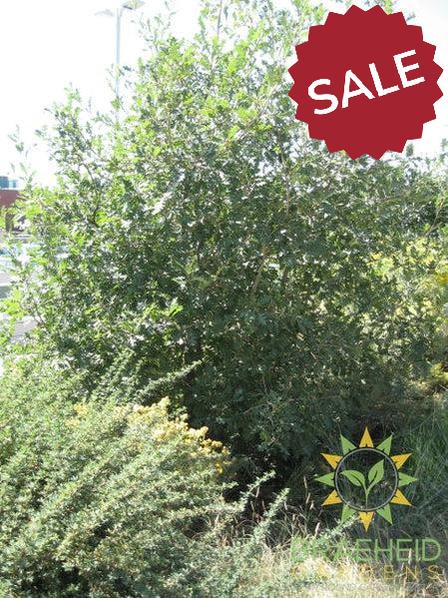 Rocky Mountain White Oak- Tree for sale, Grown in Grande Prairie -Braeheid Gardens Ltd. on Emerson Trail