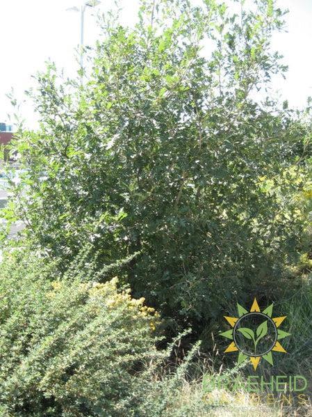 Rocky Mountain White Oak- Tree for sale, Grown in Grande Prairie -Braeheid Gardens Ltd. on Emerson Trail