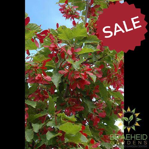 Ruby Slippers Amur Maple- Tree for sale, Grown in Grande Prairie -Braeheid Gardens Ltd. on Emerson Trail
