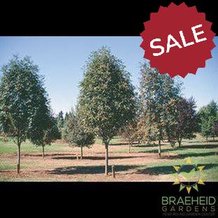 Oak Leaf Mountain Ash- Tree for sale, Grown in Grande Prairie -Braeheid Gardens Ltd. on Emerson Trail