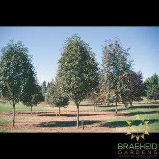 Oak Leaf Mountain Ash- Tree for sale, Grown in Grande Prairie -Braeheid Gardens Ltd. on Emerson Trail