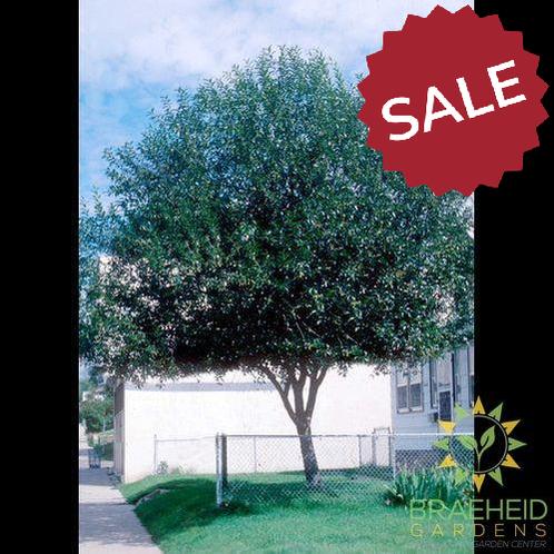 Prairie Reflection® Laurel Willow- Tree for sale, Grown in Grande Prairie -Braeheid Gardens Ltd. on Emerson Trail