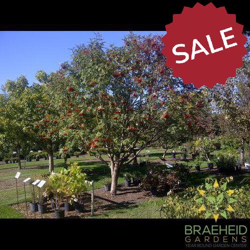 American Mountain Ash- Tree for sale, Grown in Grande Prairie -Braeheid Gardens Ltd. on Emerson Trail