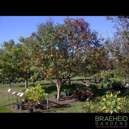 American Mountain Ash- Tree for sale, Grown in Grande Prairie -Braeheid Gardens Ltd. on Emerson Trail