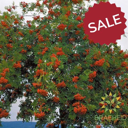 European Mountain Ash- Tree for sale, Grown in Grande Prairie -Braeheid Gardens Ltd. on Emerson Trail