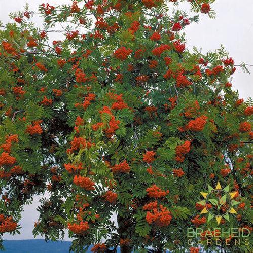 European Mountain Ash- Tree for sale, Grown in Grande Prairie -Braeheid Gardens Ltd. on Emerson Trail