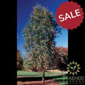 Black Hawk Mountain Ash- Tree for sale, Grown in Grande Prairie -Braeheid Gardens Ltd. on Emerson Trail