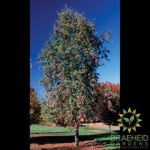 Black Hawk Mountain Ash- Tree for sale, Grown in Grande Prairie -Braeheid Gardens Ltd. on Emerson Trail
