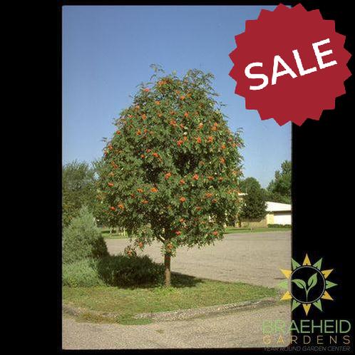 Showy Mountain Ash- Tree for sale, Grown in Grande Prairie -Braeheid Gardens Ltd. on Emerson Trail