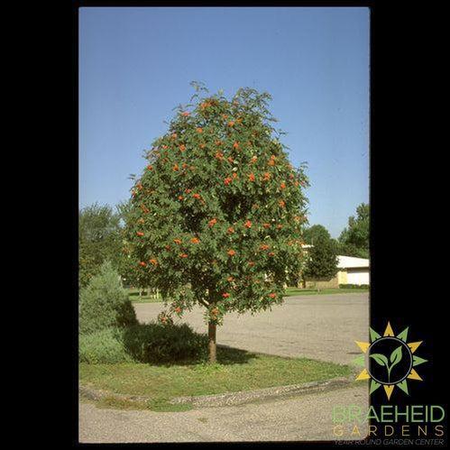 Showy Mountain Ash- Tree for sale, Grown in Grande Prairie -Braeheid Gardens Ltd. on Emerson Trail