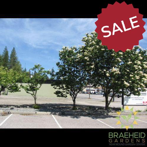 Japanese Tree Lilac- Tree for sale, Grown in Grande Prairie -Braeheid Gardens Ltd. on Emerson Trail