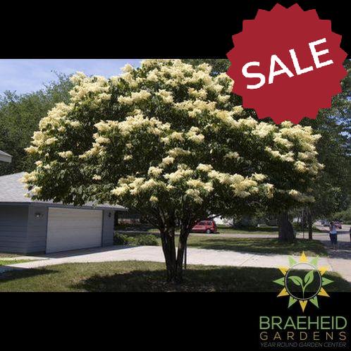 Snowdance™ Japanese Tree Lilac- Tree for sale, Grown in Grande Prairie -Braeheid Gardens Ltd. on Emerson Trail